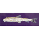 Pseudogobio esocinus (Temminck et Schlegel, 1846)