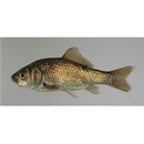 Carassius auratus langsdorfii Temminck et Schlegel, 1846