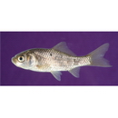 Carassius auratus langsdorfii Temminck et Schlegel, 1846