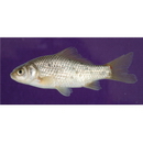Carassius auratus langsdorfii Temminck et Schlegel, 1846
