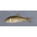 Carassius auratus langsdorfii Temminck et Schlegel, 1846