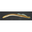 Lethenteron reissneri (Dybowski, 1869)