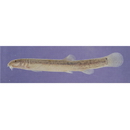 Misgurnus anguillicaudatus (Cantor, 1842)