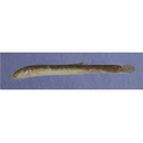 Misgurnus anguillicaudatus (Cantor, 1842)