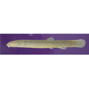 Misgurnus anguillicaudatus (Cantor, 1842)