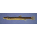 Misgurnus anguillicaudatus (Cantor, 1842)
