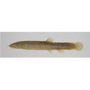 Misgurnus anguillicaudatus (Cantor, 1842)