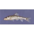 Hemibarbus barbus (Temminck et Schlegel, 1846)