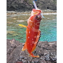 Epinephelus fasciatus (Forsskal, 1775)