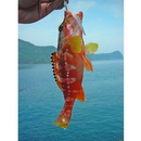 Epinephelus fasciatus (Forsskal, 1775)