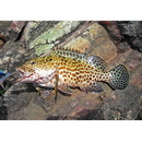 Epinephelus merra Bloch, 1793