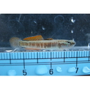 Stiphodon percnopterygionus Watson et Chen, 1998