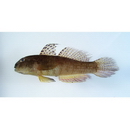 Exyrias puntang (Bleeker, 1851)