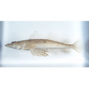 Sunagocia arenicola (Schultz, 1966)