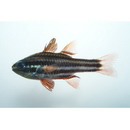 Ostorhinchus taeniophorus (Regan, 1908)