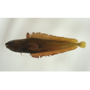 Physiculus maximowiczi (Herzenstein, 1896)