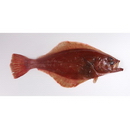 Hippoglossoides dubius Schmidt, 1904