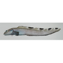 Petroschmidtia toyamensis Katayama, 1941