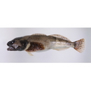 Cottus kazika Jordan et Starks, 1904