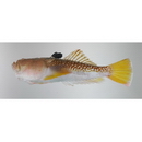 Uranoscopus chinensis Guichenot, 1882