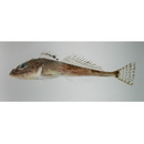 Icelus cataphractus (Pavlenko, 1910)