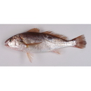 Pennahia argentata (Houttuyn, 1782)