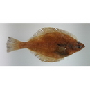 Hippoglossoides pinetorum (Jordan et Starks, 1904)