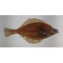 Hippoglossoides pinetorum (Jordan et Starks, 1904)