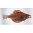 Hippoglossoides pinetorum (Jordan et Starks, 1904)