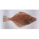 Hippoglossoides pinetorum (Jordan et Starks, 1904)