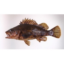 Sebastes oblongus Gunther, 1877