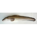 Lycodes tanakae Jordan et Thompson, 1914