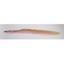 Derjuginia japonica (Katayama, 1943)