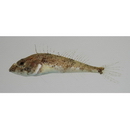 Ricuzenius pinetorum Jordan et Starks, 1904