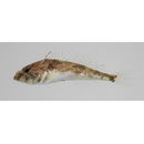 Ricuzenius pinetorum Jordan et Starks, 1904