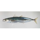 Decapterus muroadsi (Temminck et Schlegel, 1844)