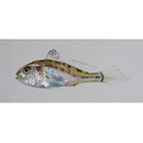 Pennahia argentata (Houttuyn, 1782)