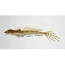 Repomucenus huguenini (Bleeker, 1858-1859)