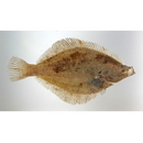 Pleuronectes punctatissimus (Steindachner, 1879)