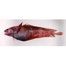 Physiculus maximowiczi (Herzenstein, 1896)