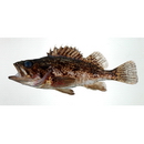 Sebastes schlegelii Hilgendorf, 1880