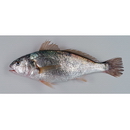 Pennahia argentata (Houttuyn, 1782)