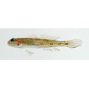 Acentrogobius virgatulus (Jordan et Snyder, 1901)