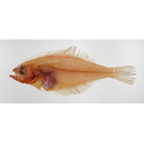 Hippoglossoides dubius Schmidt, 1904