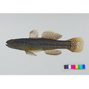 Tridentiger bifasciatus Steindachner, 1881