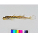 Gymnogobius macrognathos (Bleeker, 1860)
