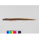 Eutaeniichthys gilli Jordan et Snyder, 1901