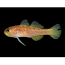 Trimma matsunoi Suzuki, Sakaue et Senou, 2012