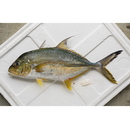 Carangichthys oblongus (Cuvier, 1833)