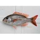 Gymnocranius superciliosus Brosa, Bearez, Paijo et Chen, 2013